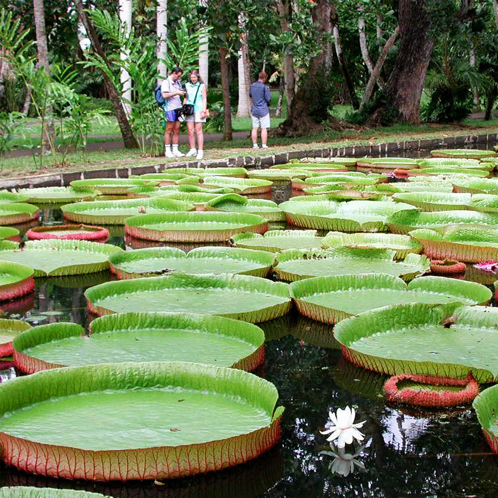 MAURITIUS – LUXURY PACKAGE – 5 NIGHTS / 6 DAYS